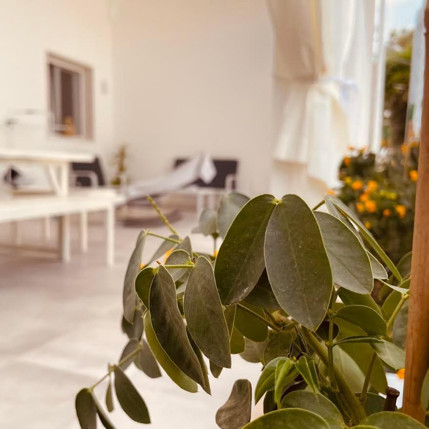 U Ceccenate Bed and Breakfast Montalbano  Buitenkant foto
